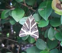 Striking moth identified as a Jersey Tiger Moth (Euplagia quadripunctaria)